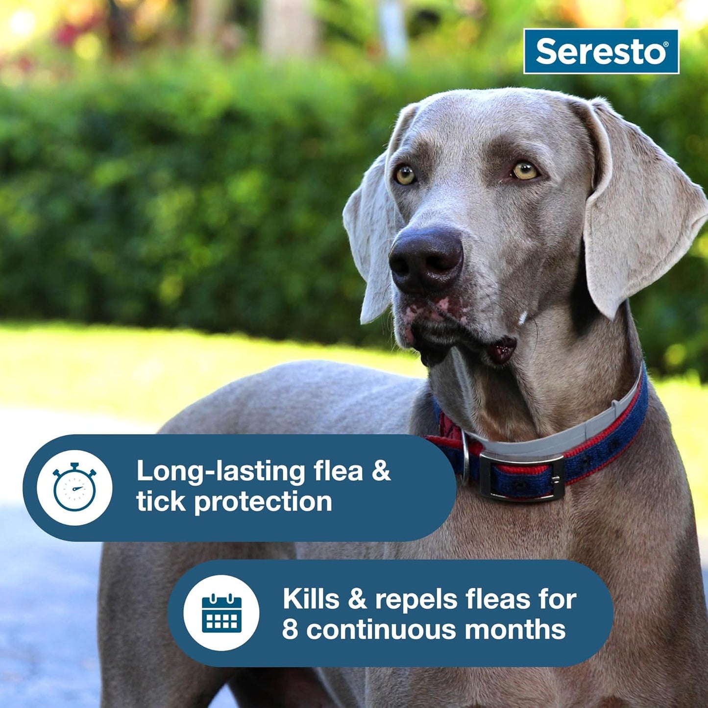Summer Sale Seresto Flea and Tick Collar for Cats and Dogs Treatment & Prevention, Vet-Recommend, 8 Month Protection
